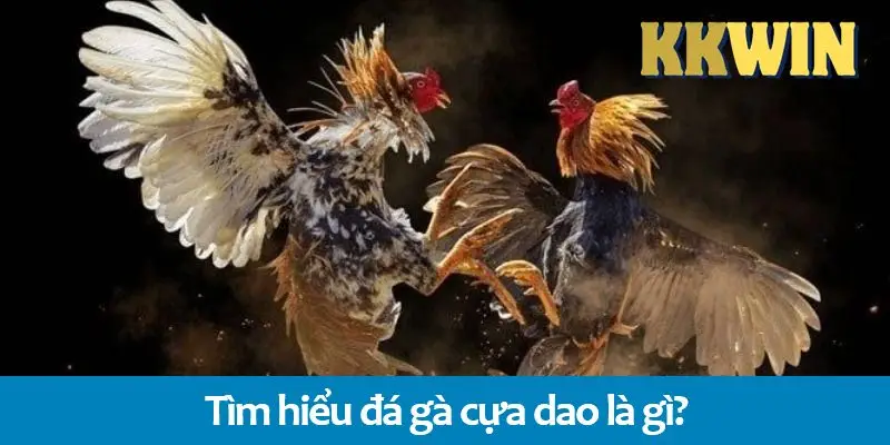 Đá gà đòn là gì? Sự khác biệt so với đá gà cựa dao trên KKWIN