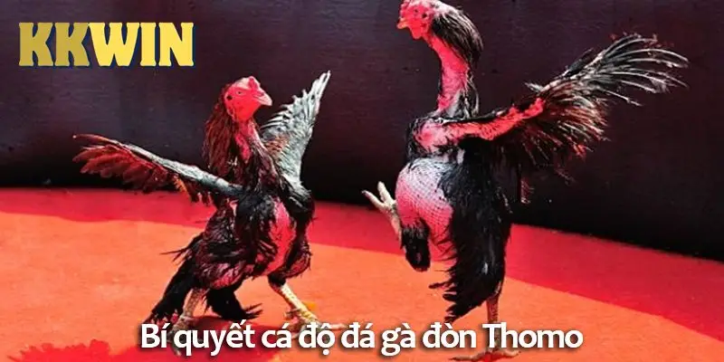 Đá gà đòn là gì? Sự khác biệt so với đá gà cựa dao trên KKWIN